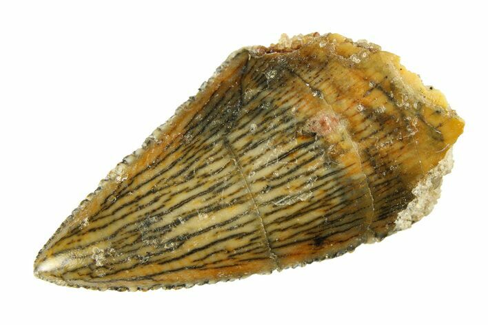 Serrated Raptor Premaxillary Tooth - Real Dinosaur Tooth #297523